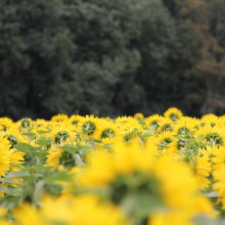 Tournesol - RAGT Semences