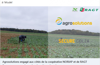 RAGT Semences s‘associe à Agrosolutions et à la coopérative Noriap  pour redynamiser la culture du colza