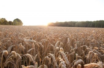 Accord de coopération de recherche entre RAGT et Bayer Crop Science