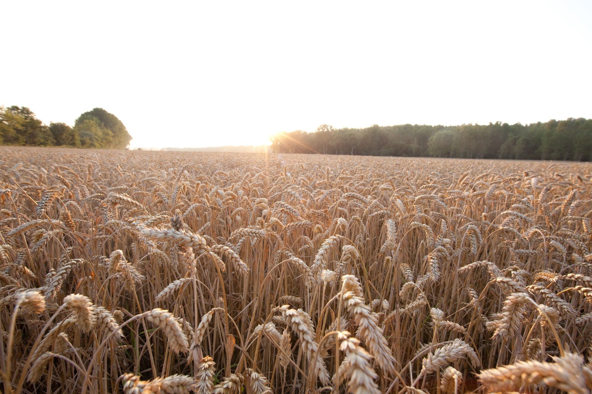 Read more about the article Accord de coopération de recherche entre RAGT et Bayer Crop Science