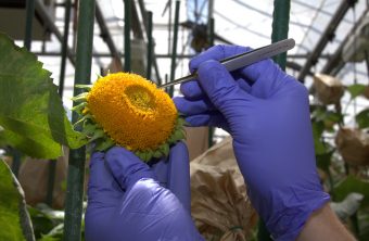 Gros plan sur le travail de la sélection végétale