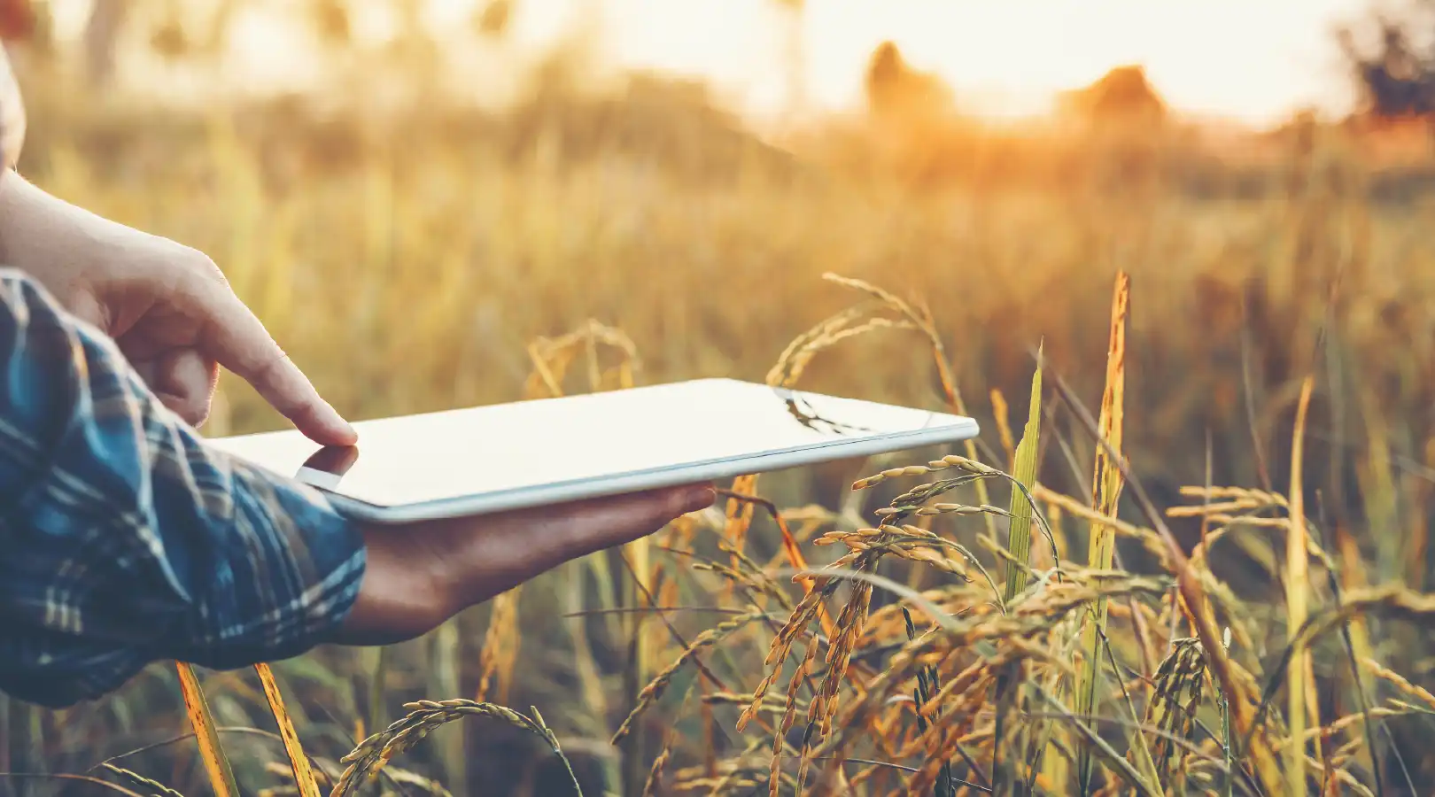 Read more about the article Concours Graines d’Agriculteurs 2025 : RAGT soutient l’agriculture de demain