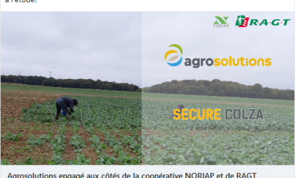 Secure colza - article linkedin - RAGT Semences s‘associe à agrosolutions et au GROUPE NORIAP pour redynamiser la culture du colza. Découvrez ci-dessous l'article de Alizée LOISEAU